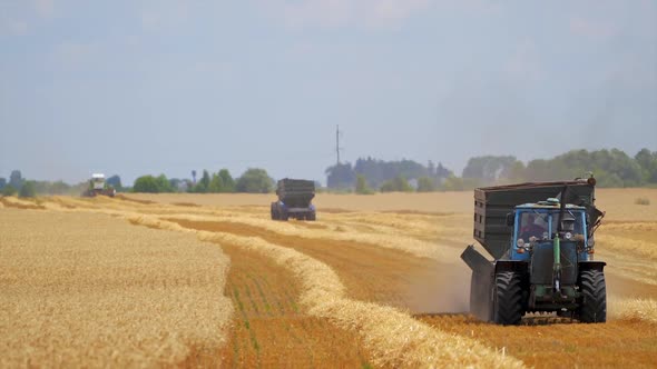 Modern combine harvesting grain. Agricultural machine collecting golden ripe wheat on the field