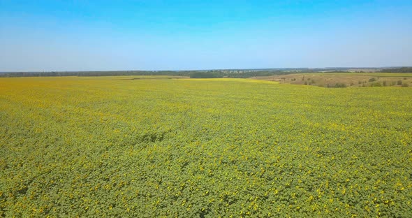 Aerial Drone Shot Flying Over Sunflower Fields