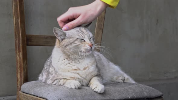 Woman's Hand Strokes a Homeless Dirty Cat on a Torn Chair