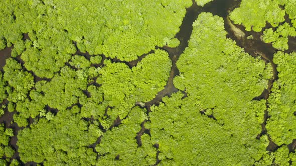 Aerial View of Mangrove Forest and River