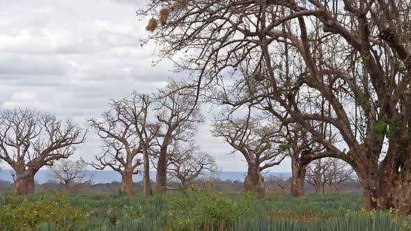 Baobab, landscape on the road to go to Tsavo Park, Kenya, slow motion