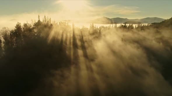 Magnificent Rays of the Rising Sun Make Their Way Through the Clouds and Tree Branches. Flying