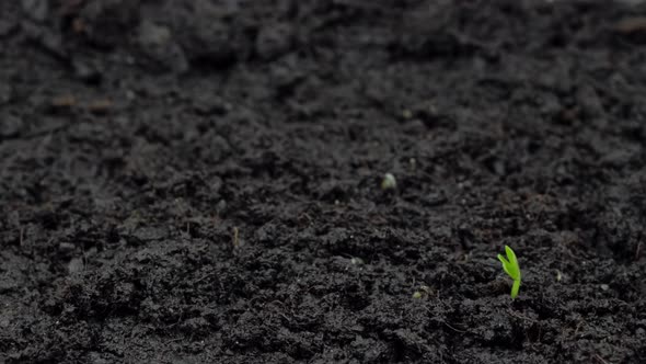 Timelapse  Microgreens Arugula Sprouts Growing Close Up View