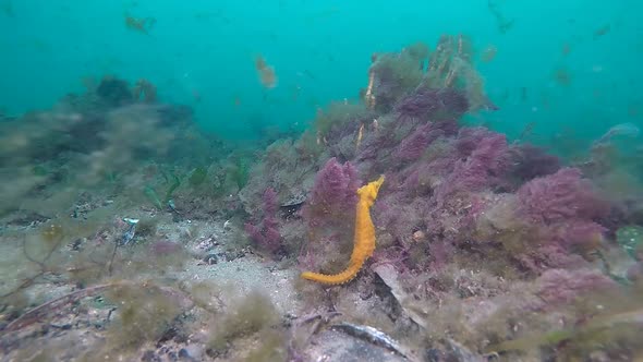 A bright yellow seahorse feeding anding about in its natural underwater environment filmed at 60fps