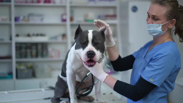Positive Veterinarian Stroking Head of Purebred American Staffordshire Terrier and Looking at Camera