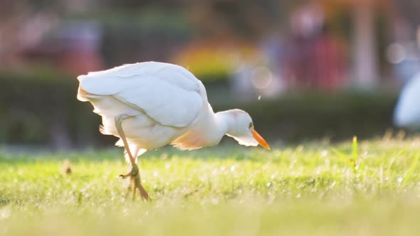 White Cattle Egret Wild Bird Also Known As Bubulcus Ibis Walking on Green Lawn in Summer