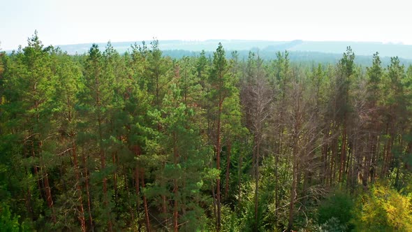 Pine trees. Beautiful nature of the forest. 