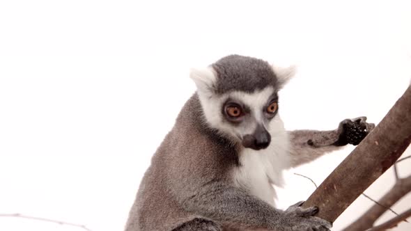 Lemur snacking on a berry with white background