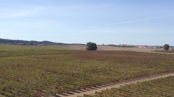 Red and yellow vineyards drone aerial top view with village on the background during summer, in Alen