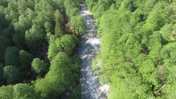 River Flowing Through Valley Floor of Broadleaf Tree Forest