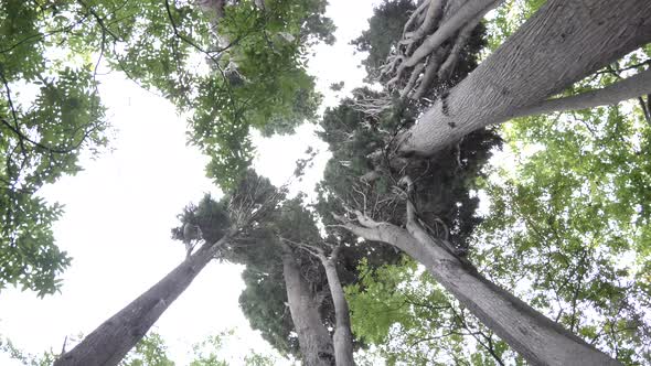 Circling around treetops in Athen. Filmed from the ground.