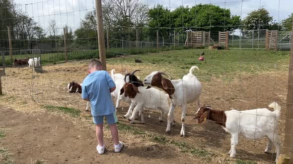 Boy Feeding Goats at Farm attraction.