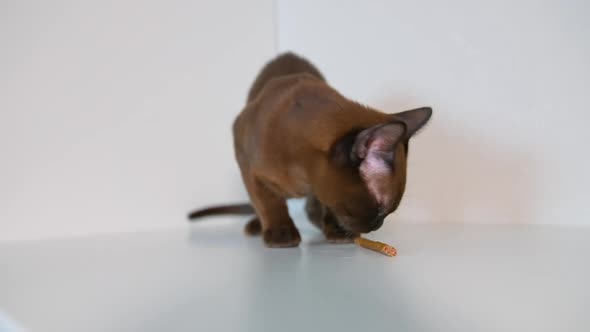 Burmese kitten licks tasty pet stick. Adorable cute animal on white background