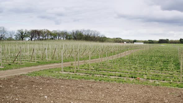 Aerial Drone View of Apple Plantation of a Large Fruit Farm