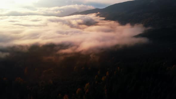 Aerial view: Amazing Thick Morning Fog Covering Mountains Spice and Spruce Forest.