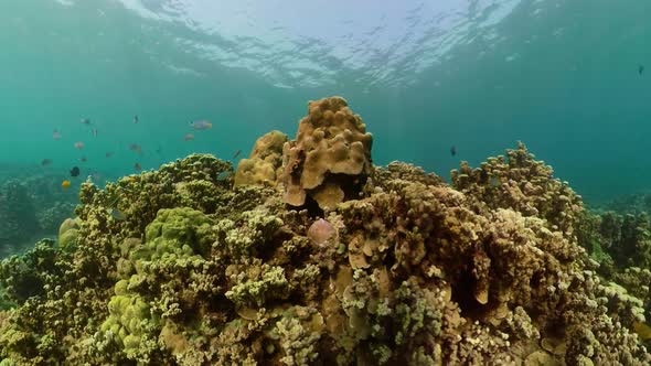 Coral Reef and Tropical Fish