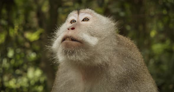 Close Up of a Macaque Monkey Talking and Making Noises in the Forest