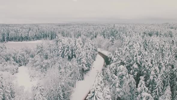 Natural winter background with mixed forest