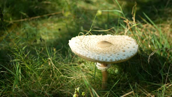 Parasol Mushroom Shaggy Closeup Detail Forest Meadow Macrolepiota Lepiota Procera Wild Harvesting