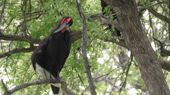 Southern ground hornbill in a tree 