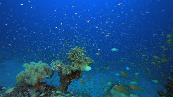 Underwater Tropical Sea Colourful Fish