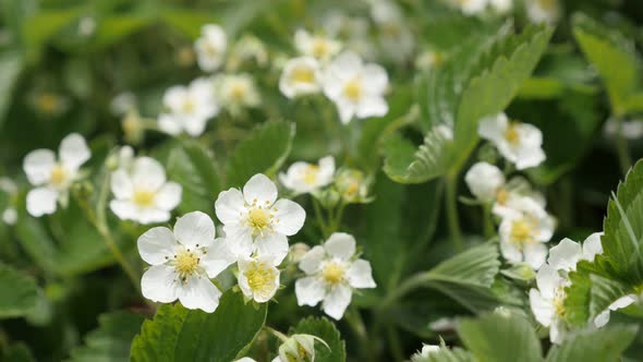 Fields of wild strawberry fruit 4K 2160p 30fps UltraHD footage - Fresh spring flowers of Fragaria an