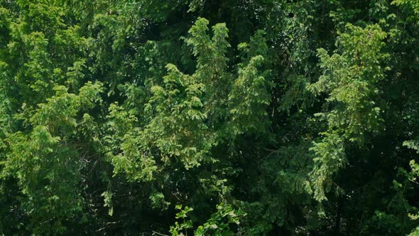 Wind Shaking Big Tree In The Sun