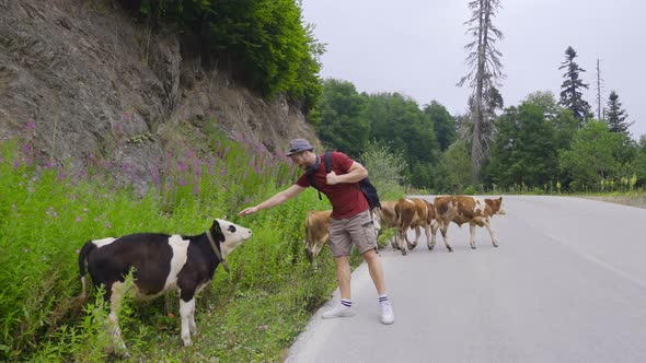 Loving a calf in the forest.