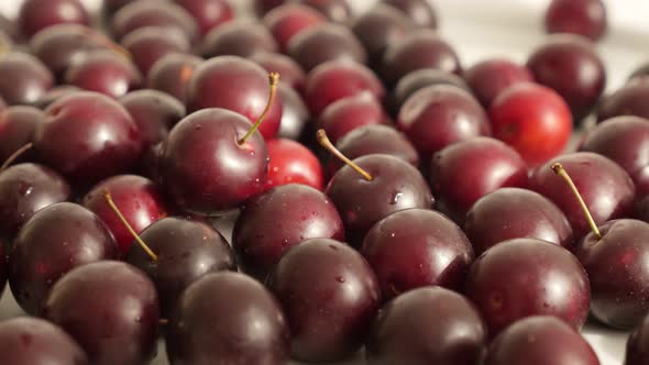 Tilting over fresh fruit Prunus cerasifera close-up 4K 2160p 30fps UltraHD footage - Cherry plum on 