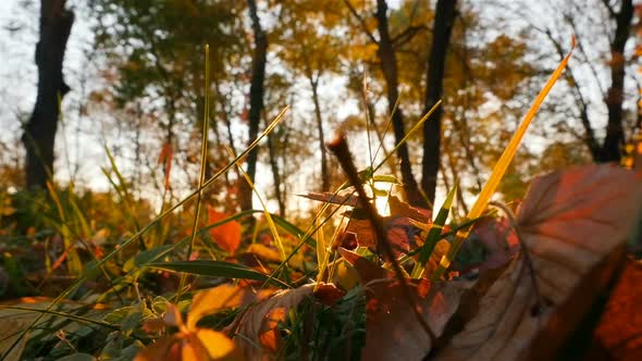 Autumn Forest