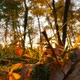 Autumn Forest - VideoHive Item for Sale