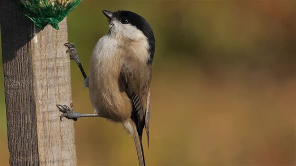 Marsh tit, (Poecile palustris), eating on a birdfeeder.