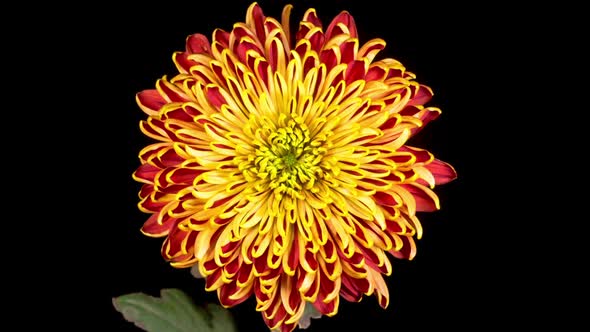 Beautiful Red - Yellow Chrysanthemum Flower Opening