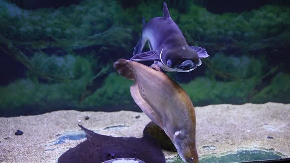Pangasius Fish Swims In A Backlit Aquarium