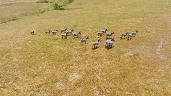 Cinematic Aerial Shot of Wild Zebras Protecting From Attack in Slow Motion