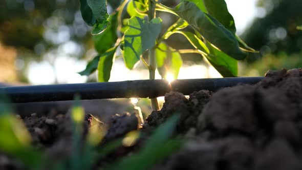 A hose and a plant