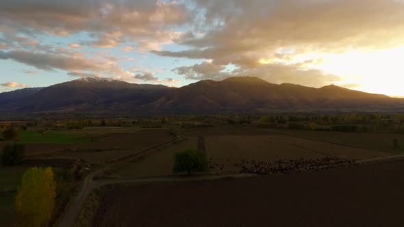 Aerial Footage Of A Sheep Herd