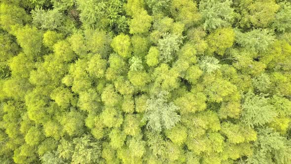 Aerial view of green forest with canopies of summer trees swaying in wind