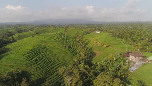 Rice Fields with Agricultural Land in Indonesia