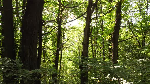 Chestnut trees forest aerial view