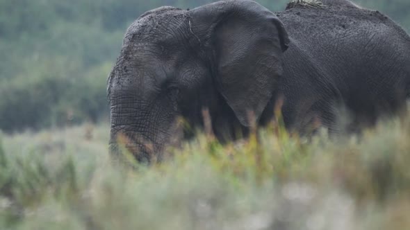 Elephant walking behind some grass, in a nature reserve in Kenya, Africa, on a rainy day