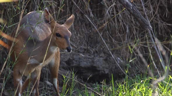 Footage of a young Bushbuck ewe feeding and drinking water at a natural lake in a national park in s