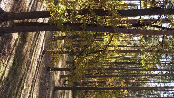 Vertical Video of Forest Landscape in Autumn Slow Motion