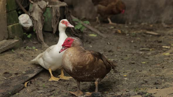 Domestic Duck and Rooster Walk on the Ground. Background of Old Farm. Search of Food