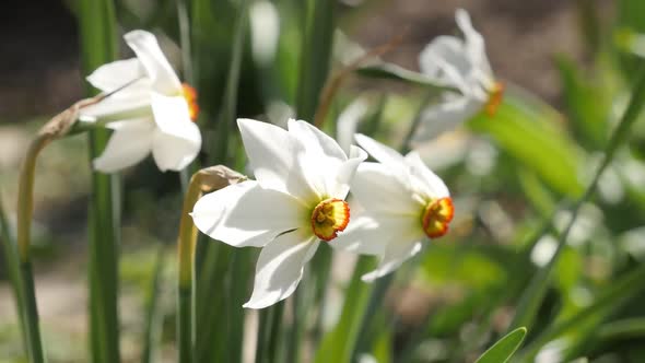 Close-up of white and yellow spring daffodil plant slow motion 1920X1080 HD footage - Shallow DOF Na