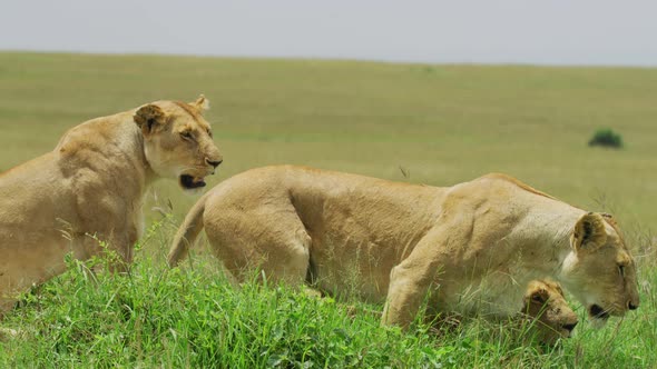 Three female lions resting and walking