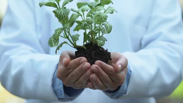 Green Plant in Female Scientist Hands, Environmental Protection, Cultivation