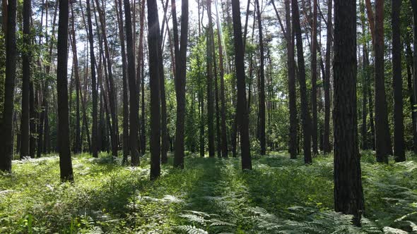 Beautiful Green Forest on a Summer Day Slow Motion