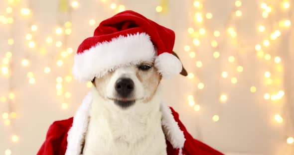 Cute Dog in Costume for Christmas Celebration
