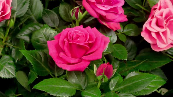 Time Lapse of Opening Pink Rose Flower